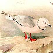 Mouette de Ross