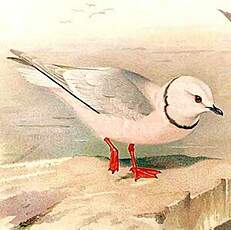 Mouette de Ross