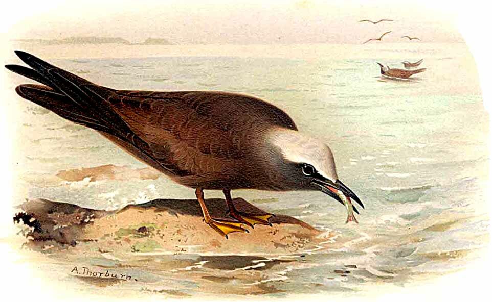 Brown Noddy