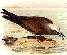 Brown Noddy