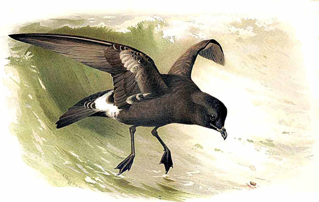 European Storm Petrel