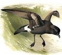 European Storm Petrel