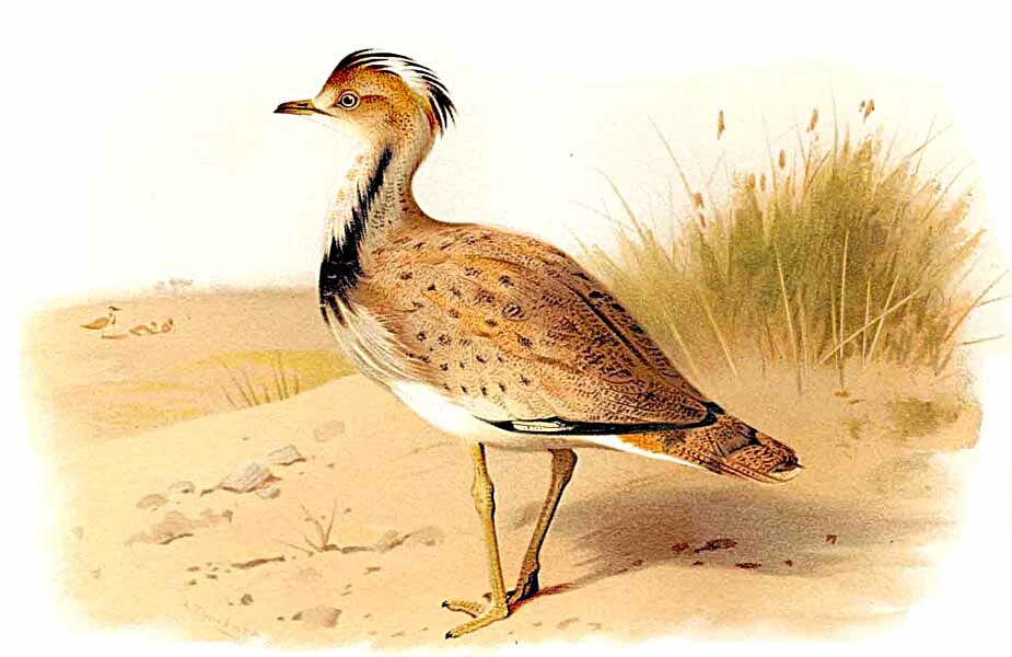 Outarde houbara