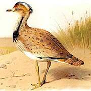 Outarde houbara