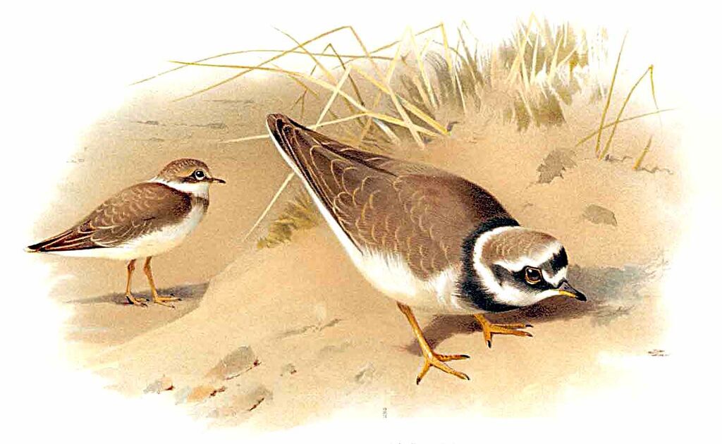 Little Ringed Plover