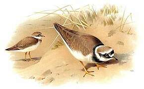 Little Ringed Plover