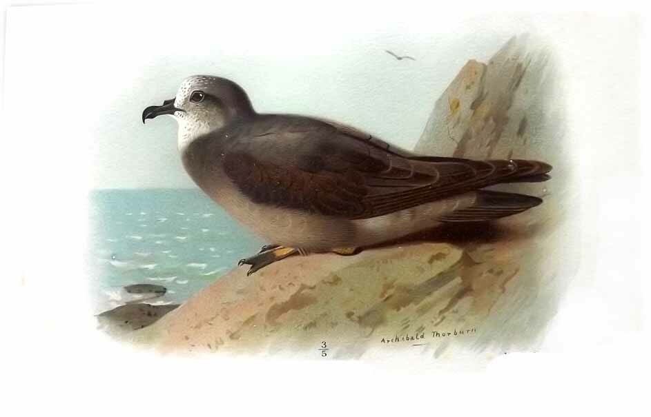 Collared Petrel