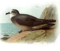 Collared Petrel