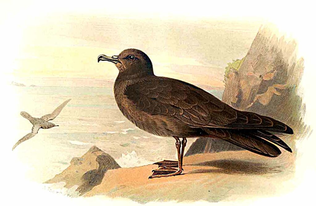 Bulwer's Petrel