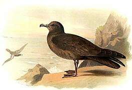 Bulwer's Petrel