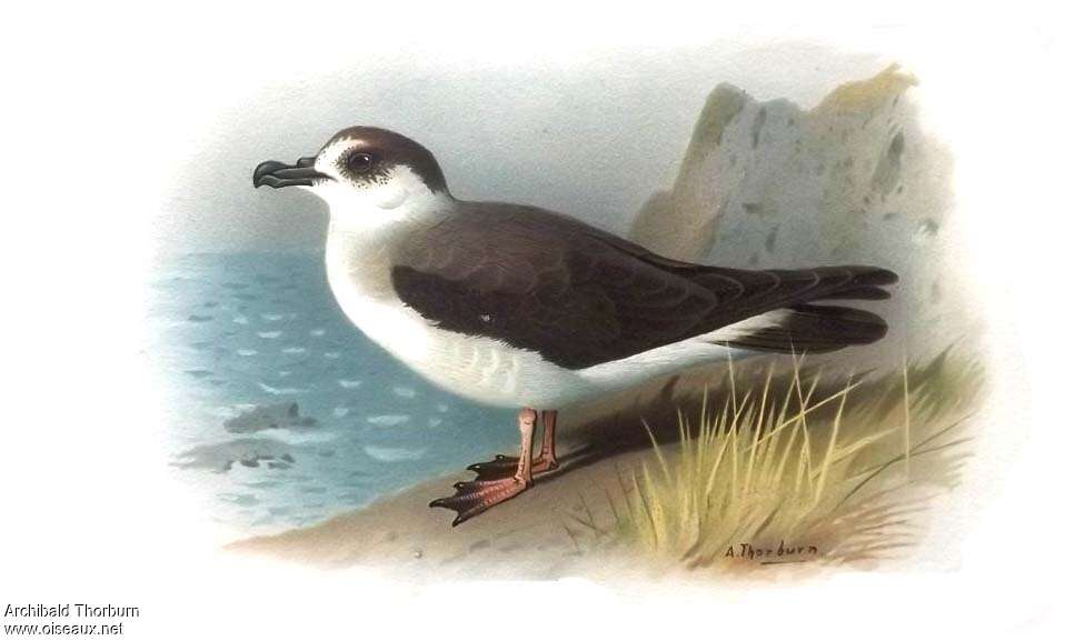 Black-capped Petrel