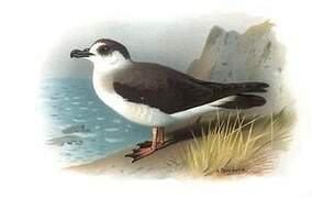 Black-capped Petrel