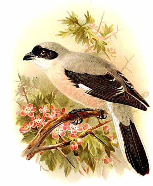 Lesser Grey Shrike