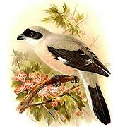 Lesser Grey Shrike