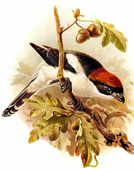 Woodchat Shrike