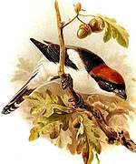 Woodchat Shrike