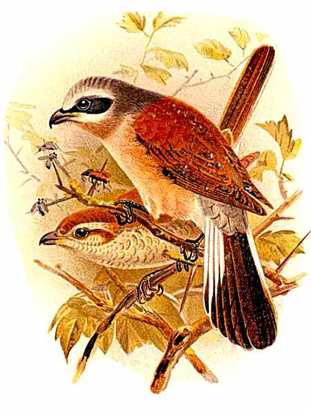 Red-backed Shrike