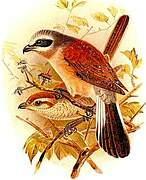 Red-backed Shrike