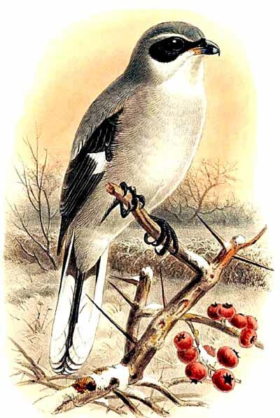 Great Grey Shrike