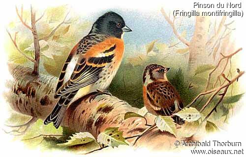 Brambling