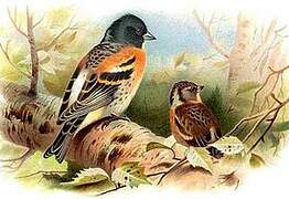 Brambling