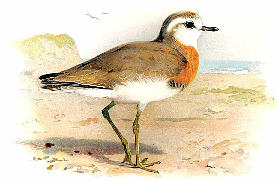 Caspian Plover