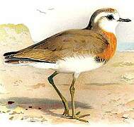 Caspian Plover