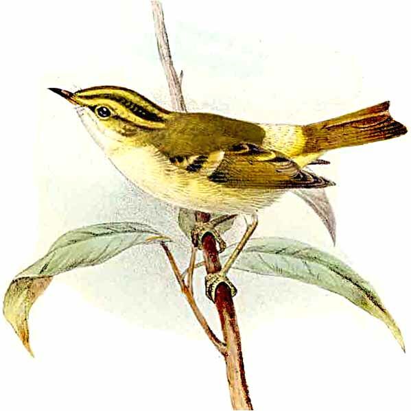 Pallas's Leaf Warbler