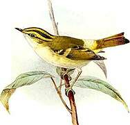 Pallas's Leaf Warbler