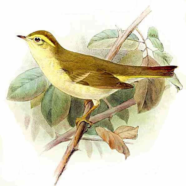 Greenish Warbler