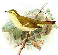 Greenish Warbler