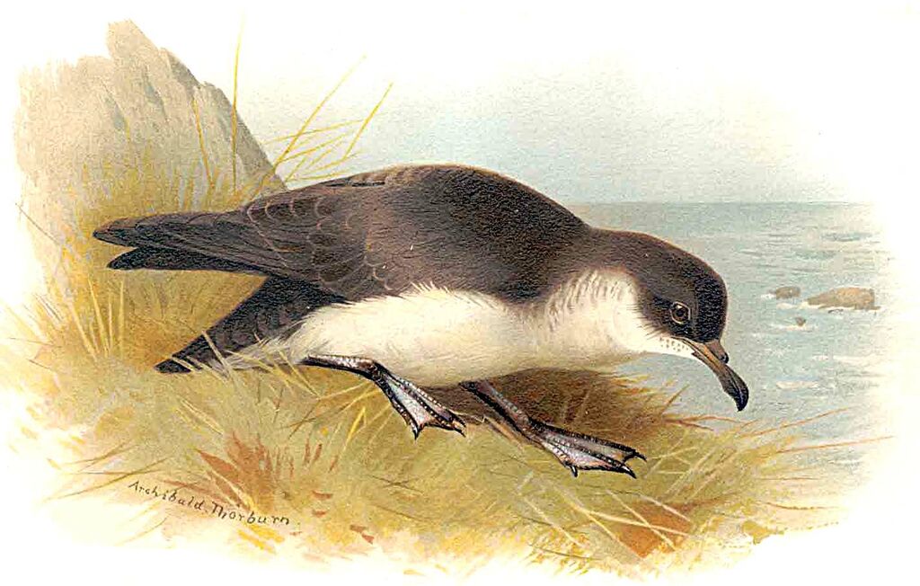 Manx Shearwater