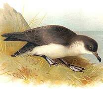 Manx Shearwater