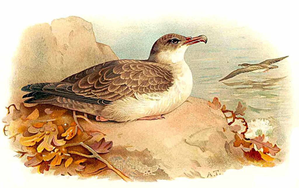 Great Shearwater