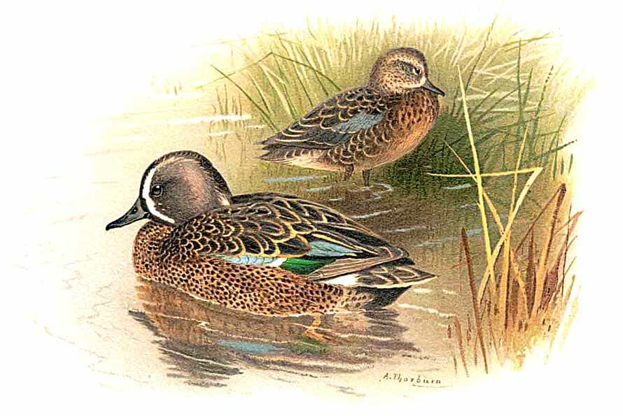 Blue-winged Teal