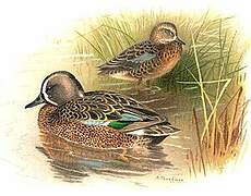 Blue-winged Teal