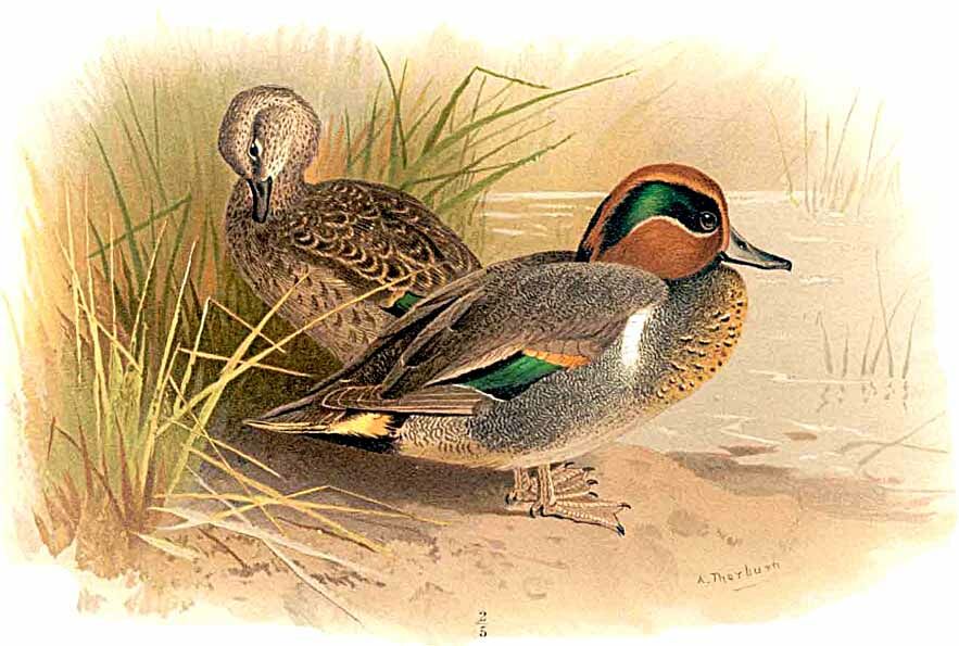 Green-winged Teal