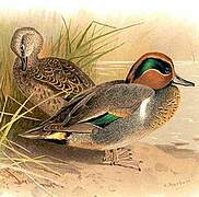 Green-winged Teal