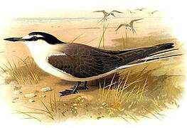 Bridled Tern