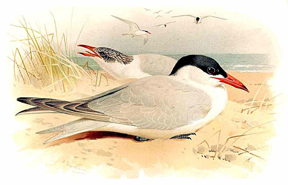 Caspian Tern