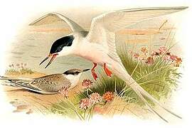 Roseate Tern