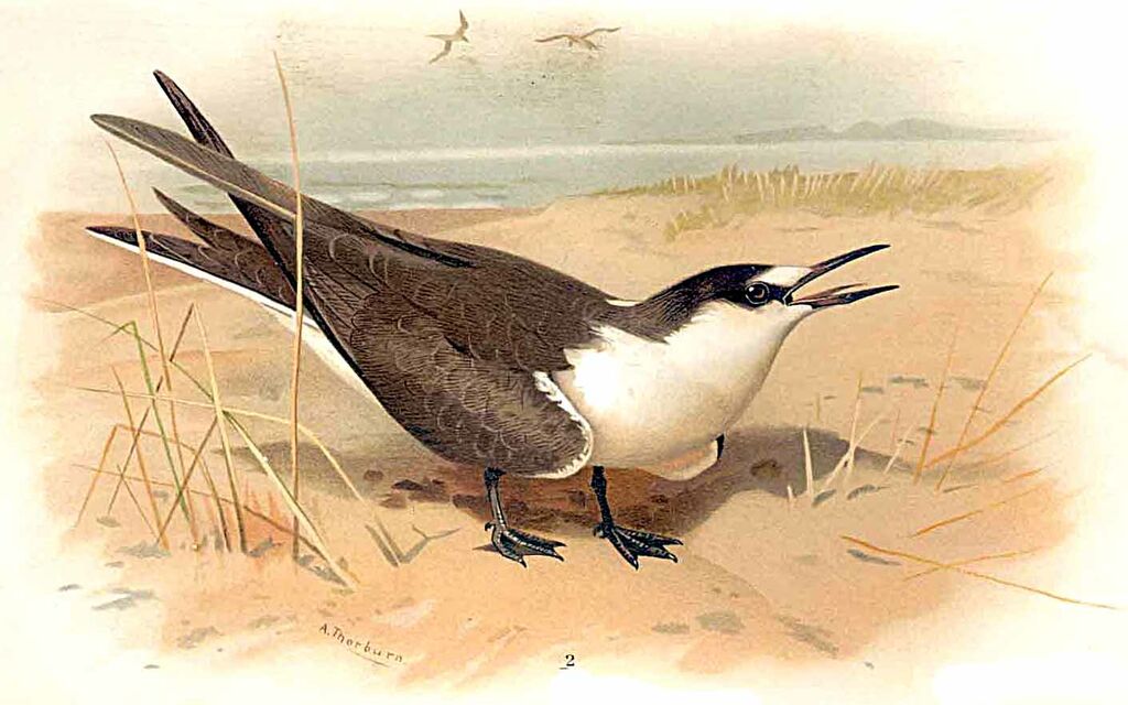 Sooty Tern