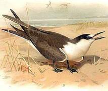 Sooty Tern