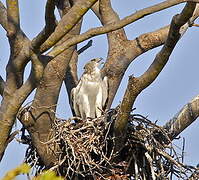 Martial Eagle