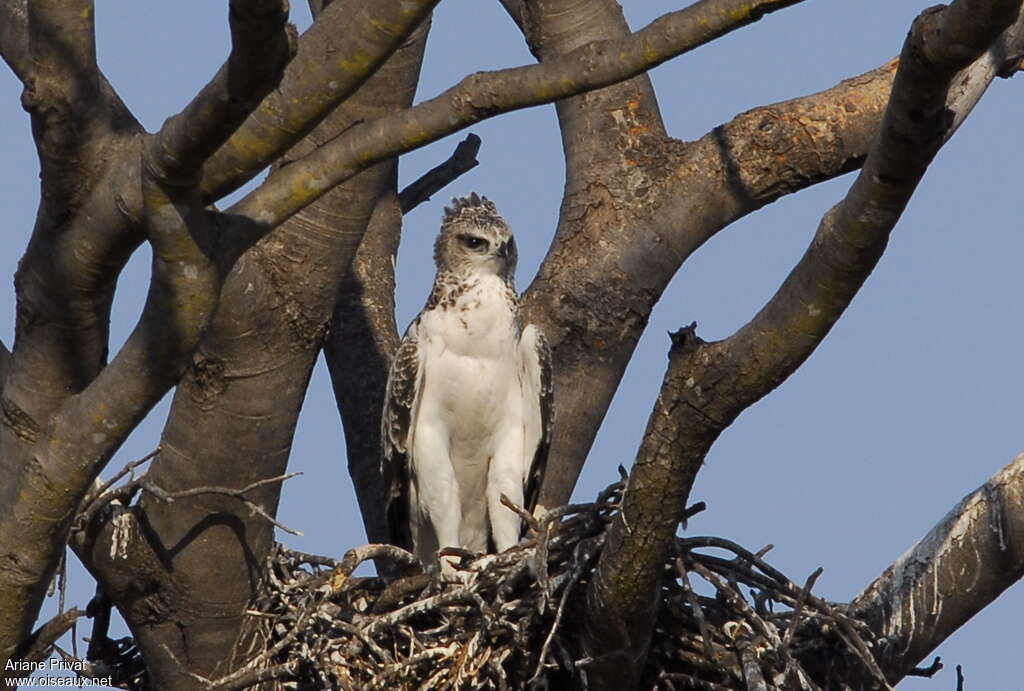 Martial Eaglejuvenile, pigmentation