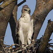 Martial Eagle