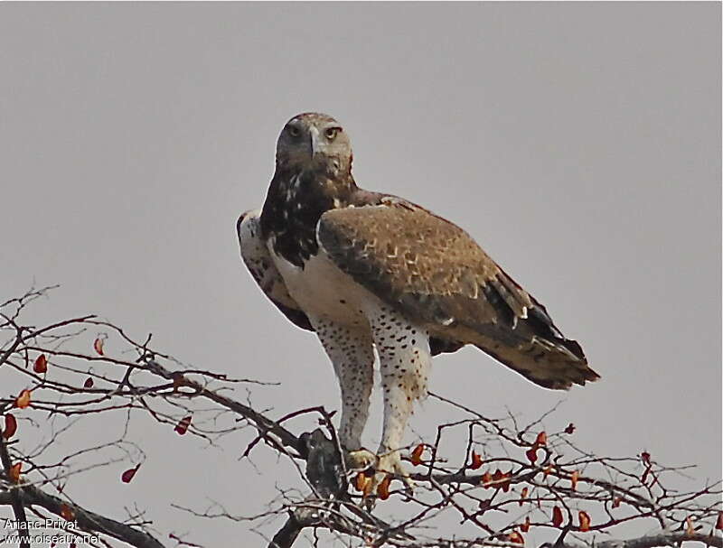 Aigle martialadulte, identification