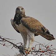 Martial Eagle