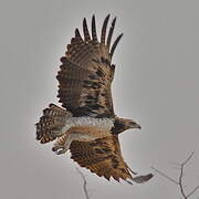 Martial Eagle