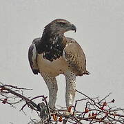 Martial Eagle